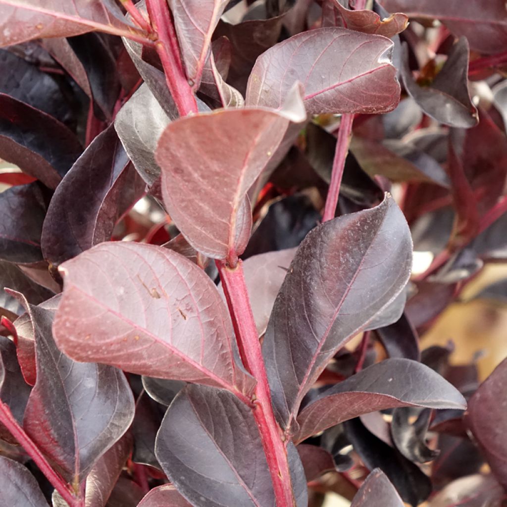 Árvore-de-júpiter Black Solitaire Shell Pink - Lagerstroemia indica