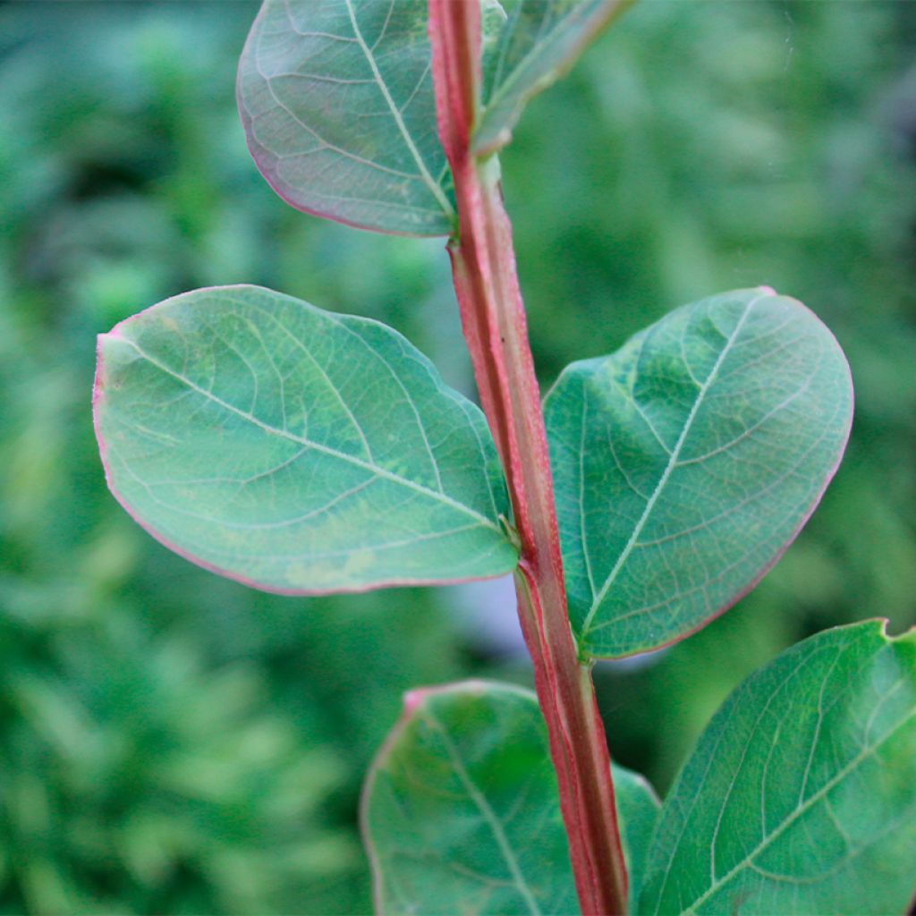 Árvore-de-júpiter Petite Canaille mauve - Lagerstroemia indica
