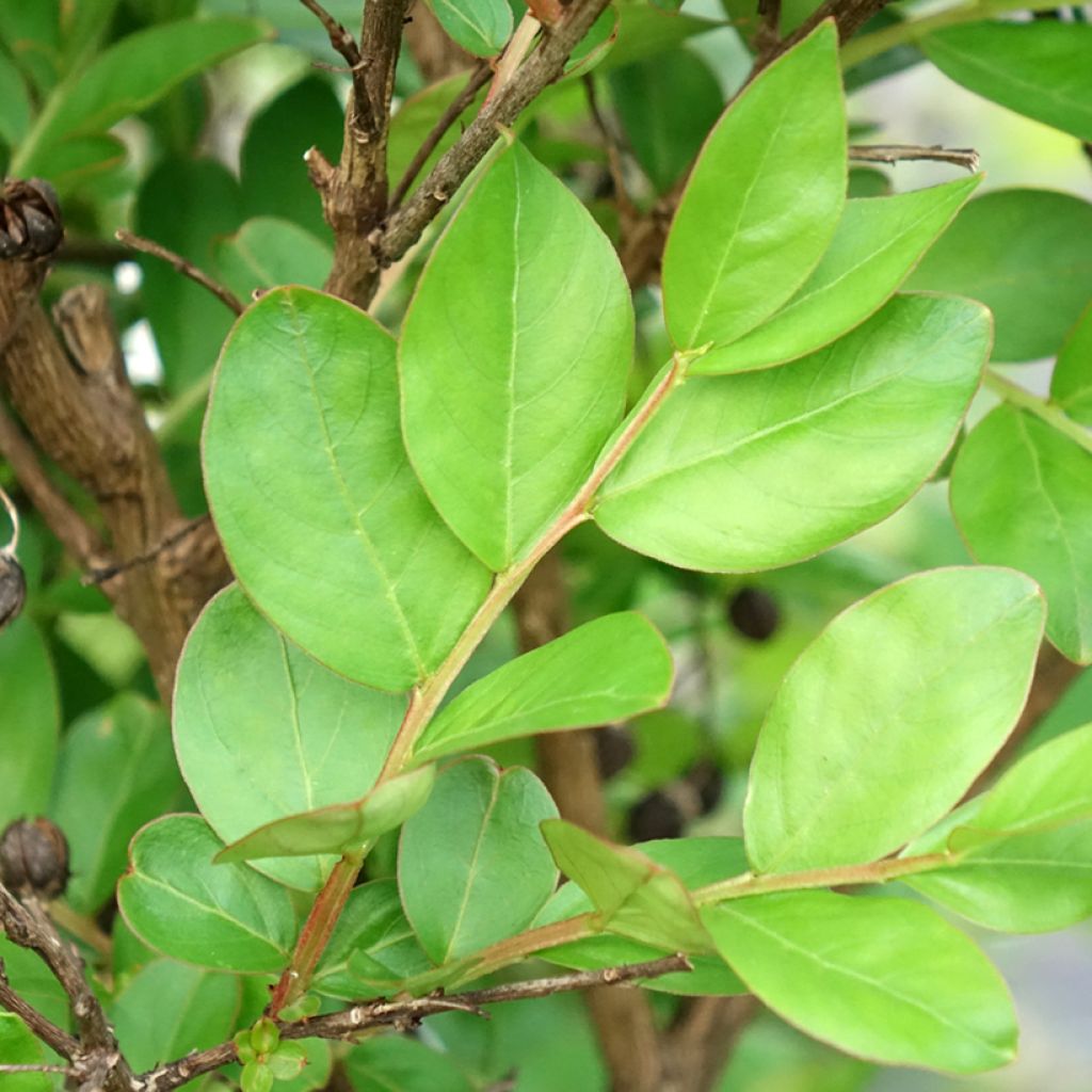 Árvore-de-júpiter With Love Kiss - Lagerstroemia indica