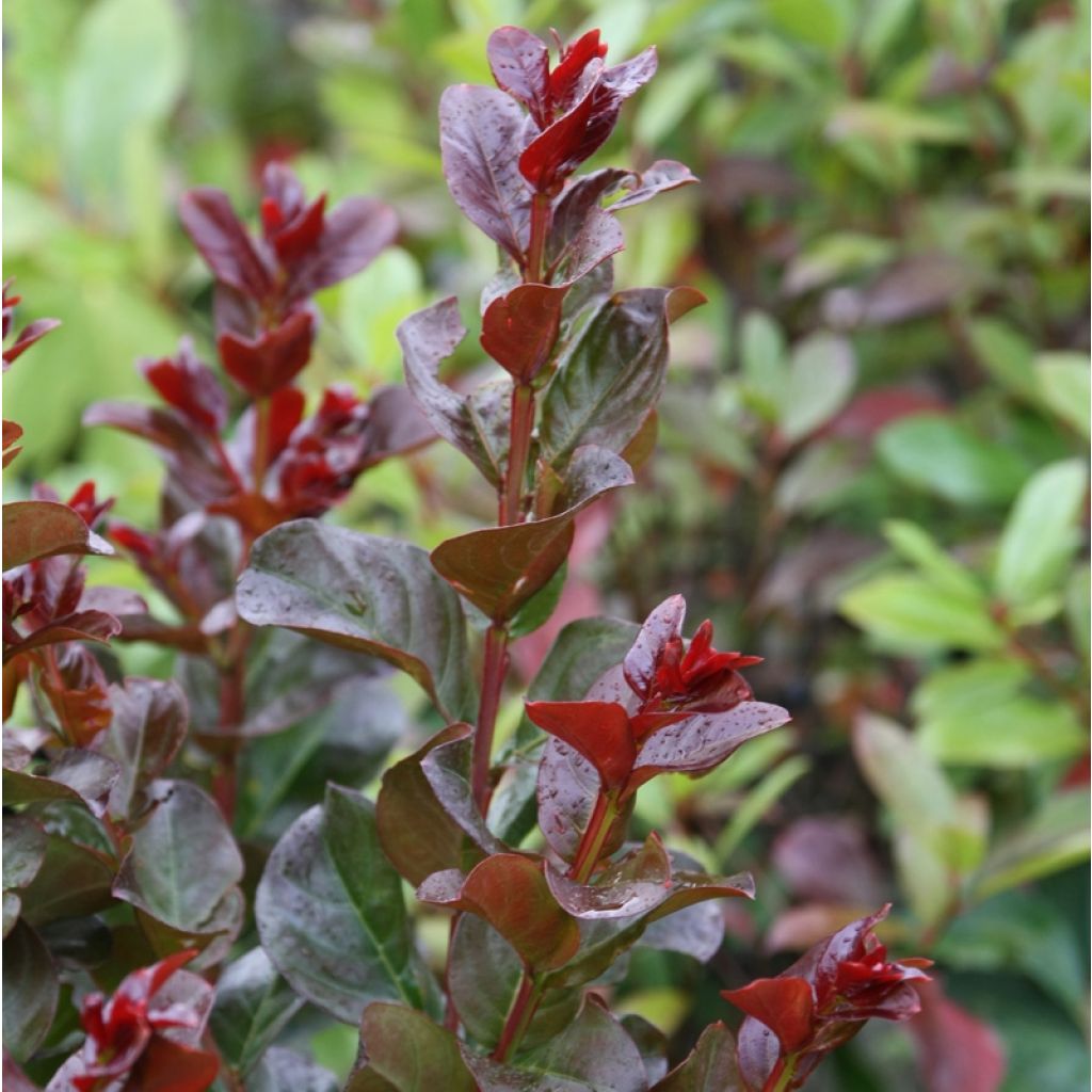 Lagerstroemia indica Pink Velours - Lilas des Indes