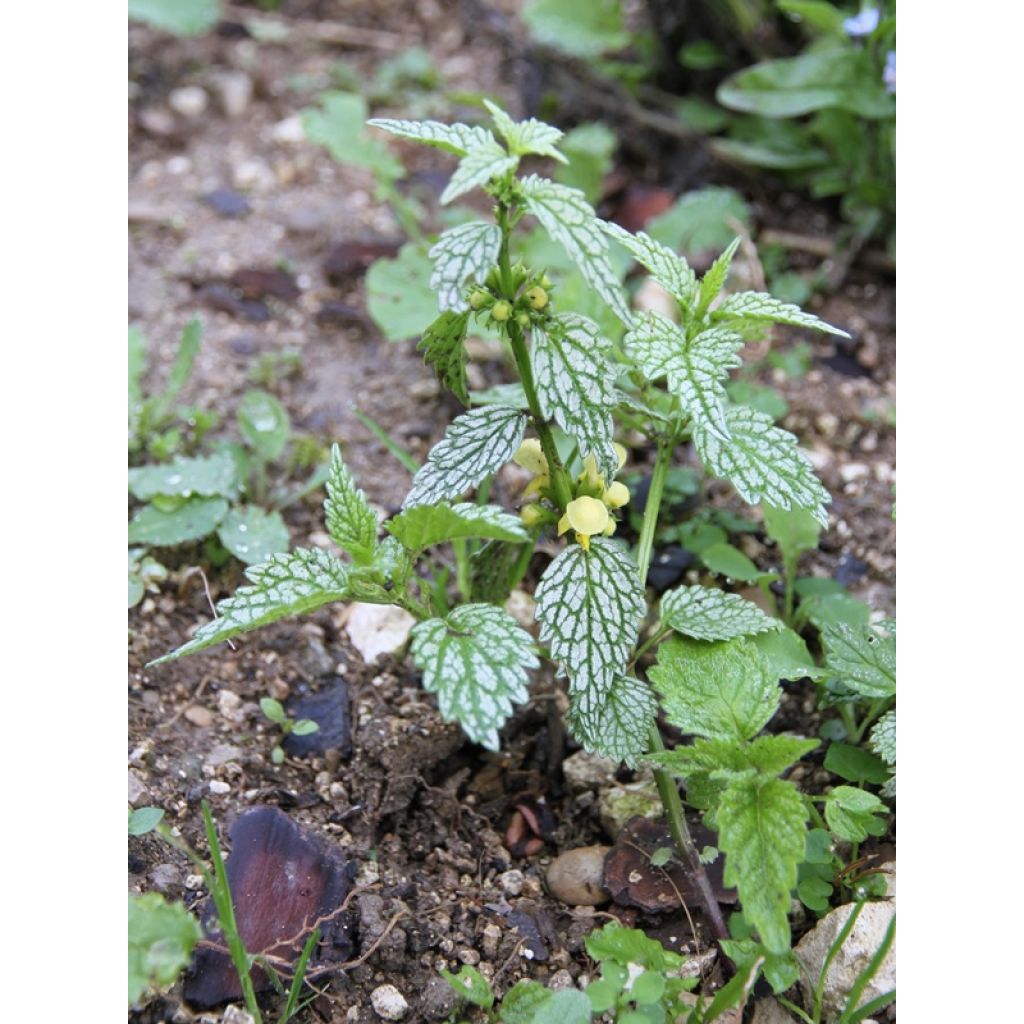 Lamiastrum ou Lamium galeobdolon Hermann's Pride - Lamier doré
