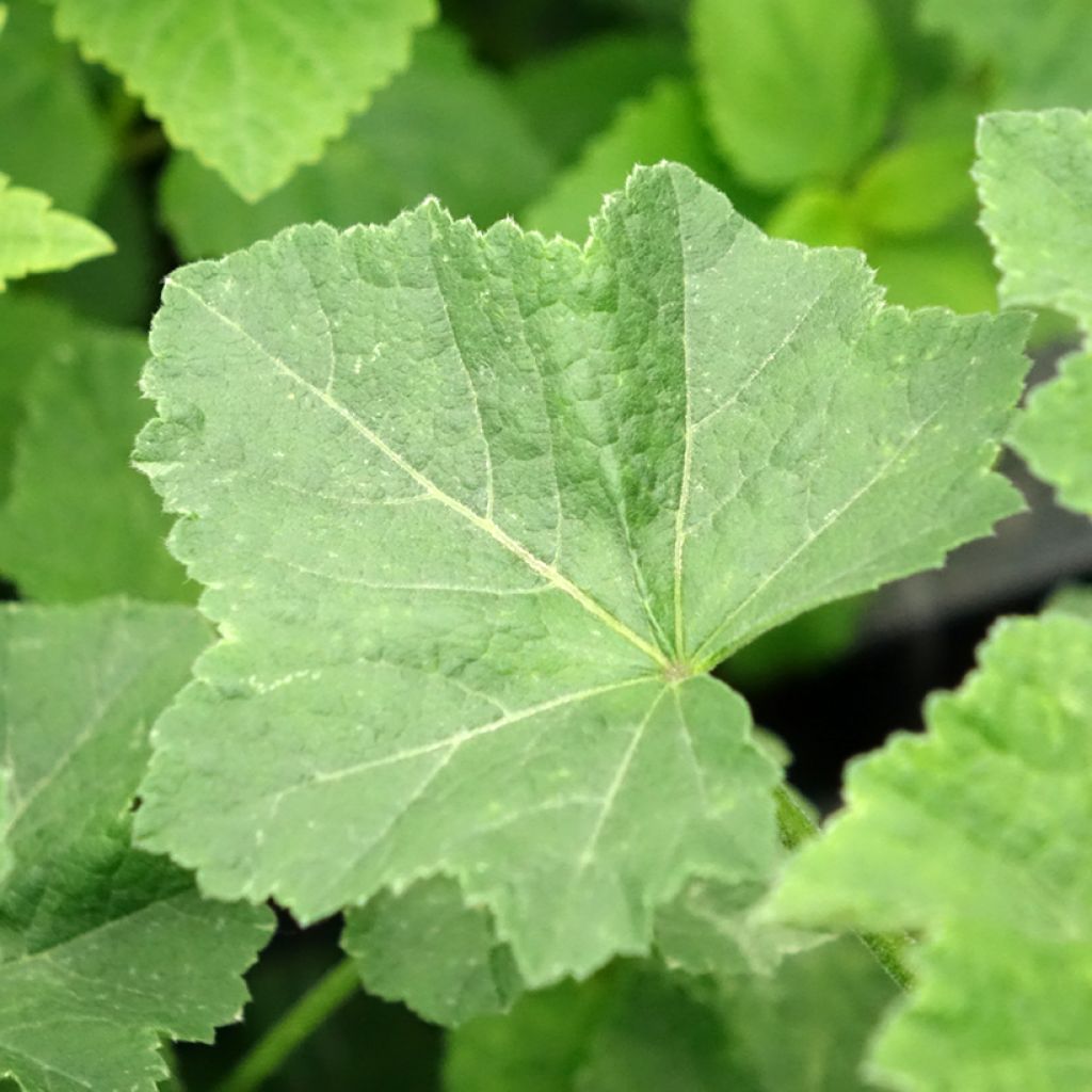 Malva arbórea White Angel