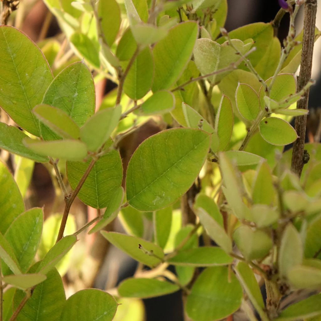 Lespedeza bicolor Summer Beauty