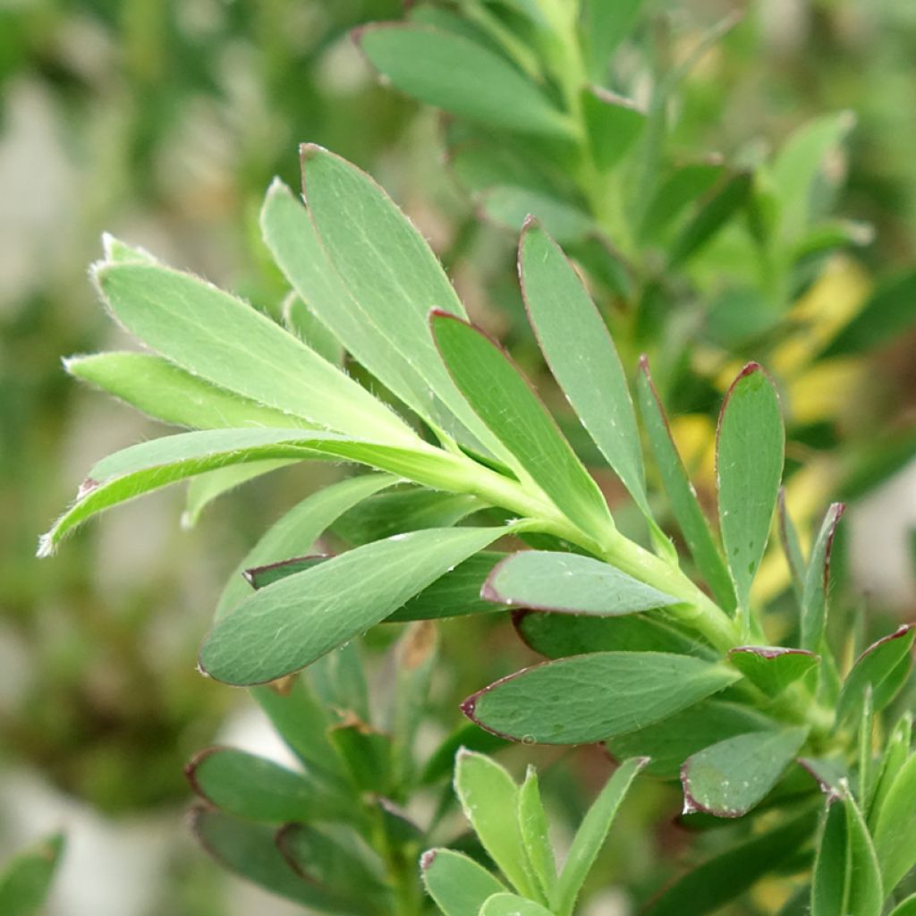 Leucadendron salignum Devil's Blush