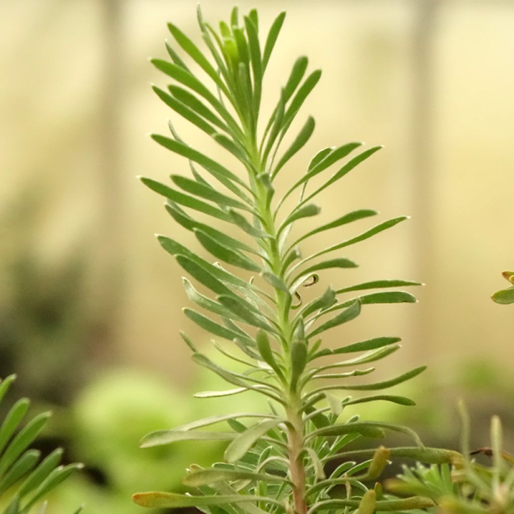 Leucadendron galpinii Purple Haze