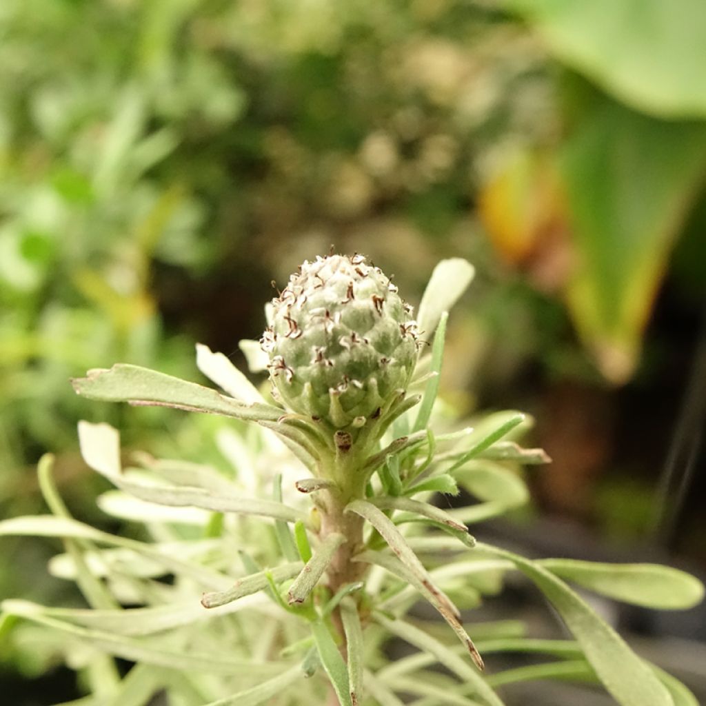 Leucadendron galpinii Purple Haze