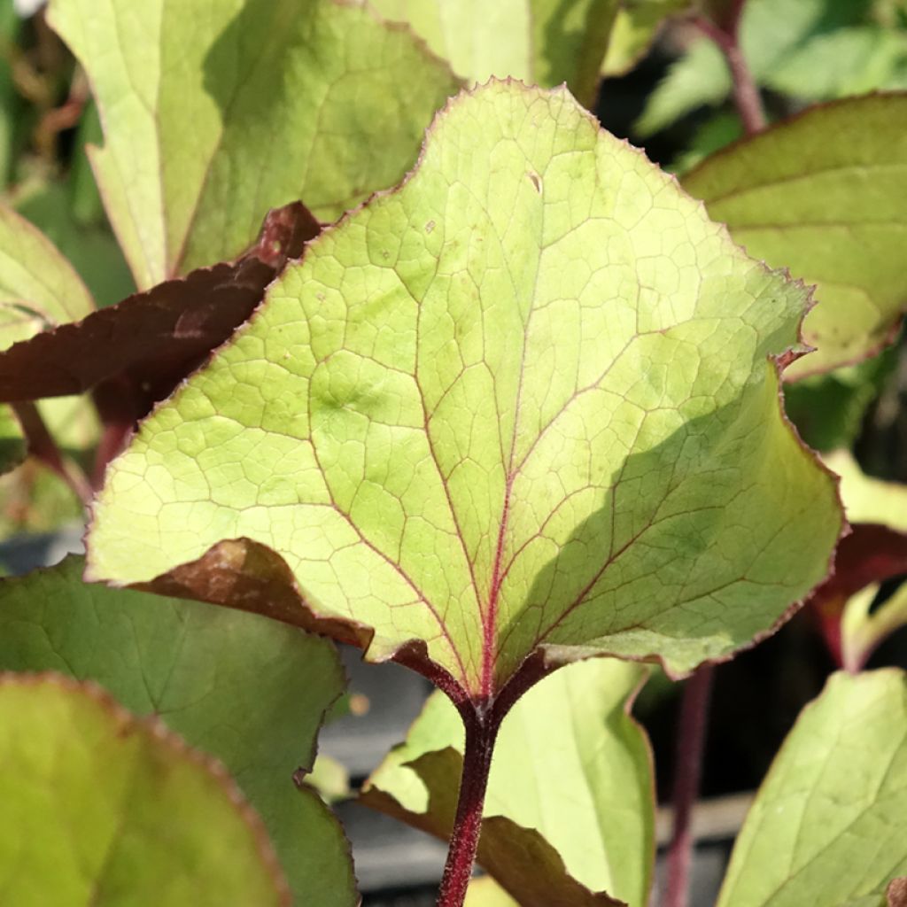 Ligularia dentata Garden Confetti