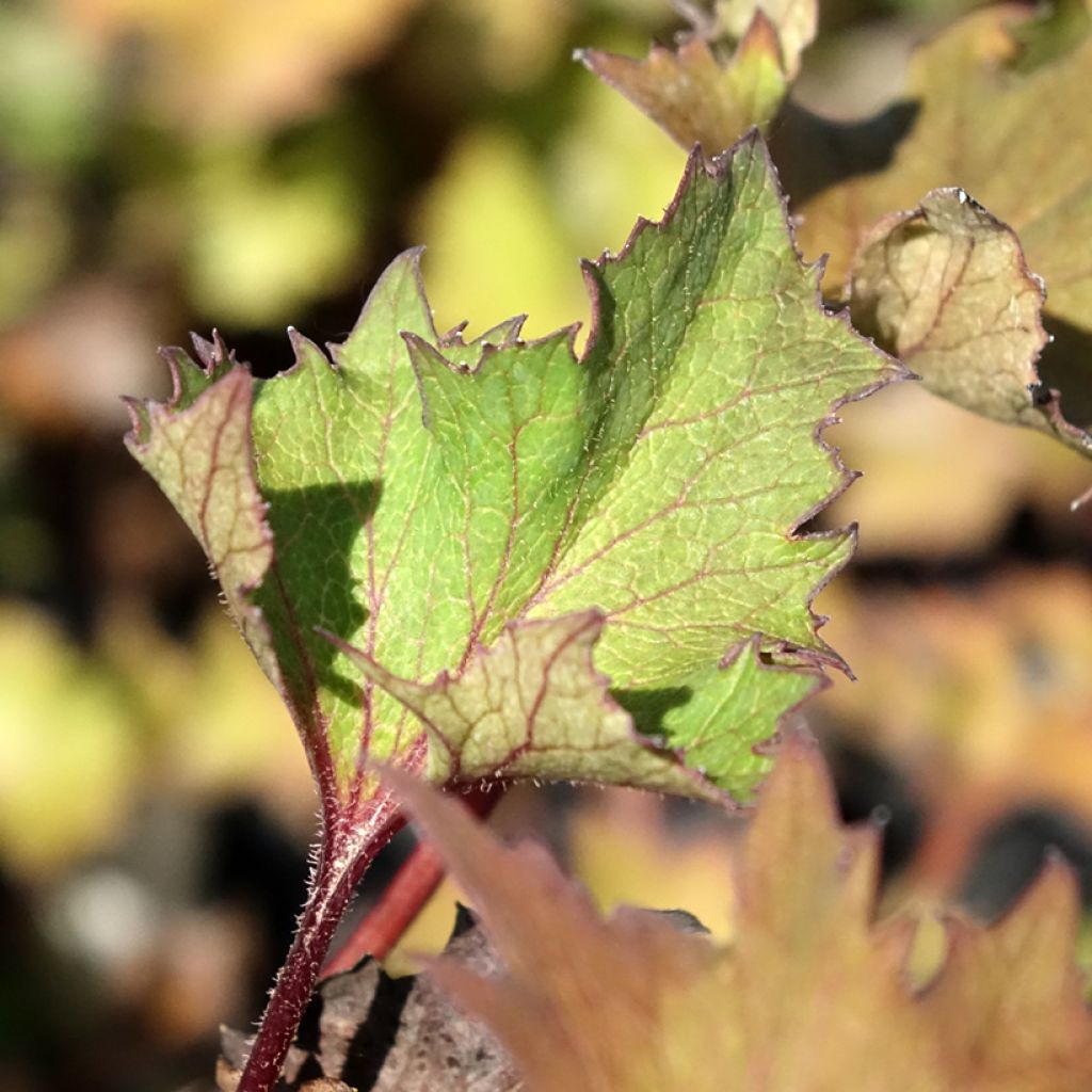 Ligularia Little Golden Ray