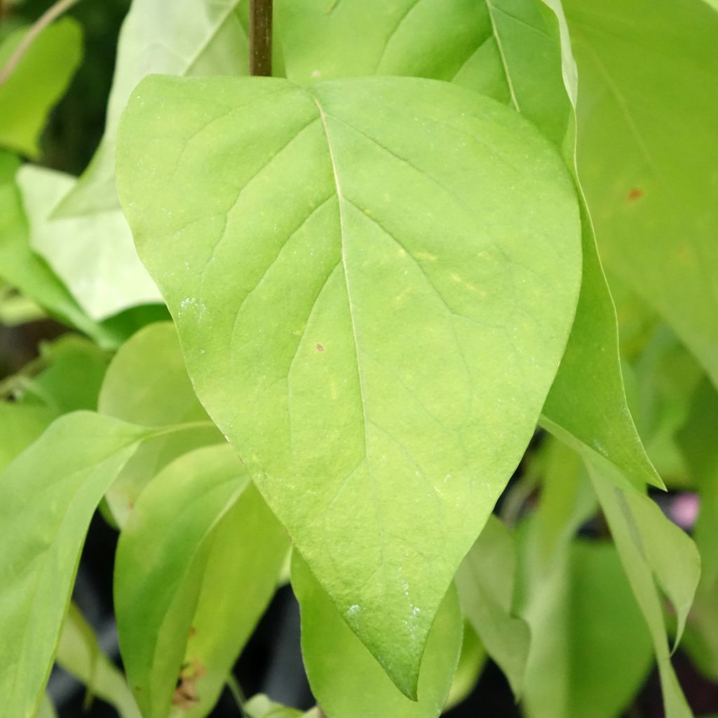 Syringa vulgaris Znamya Lenina