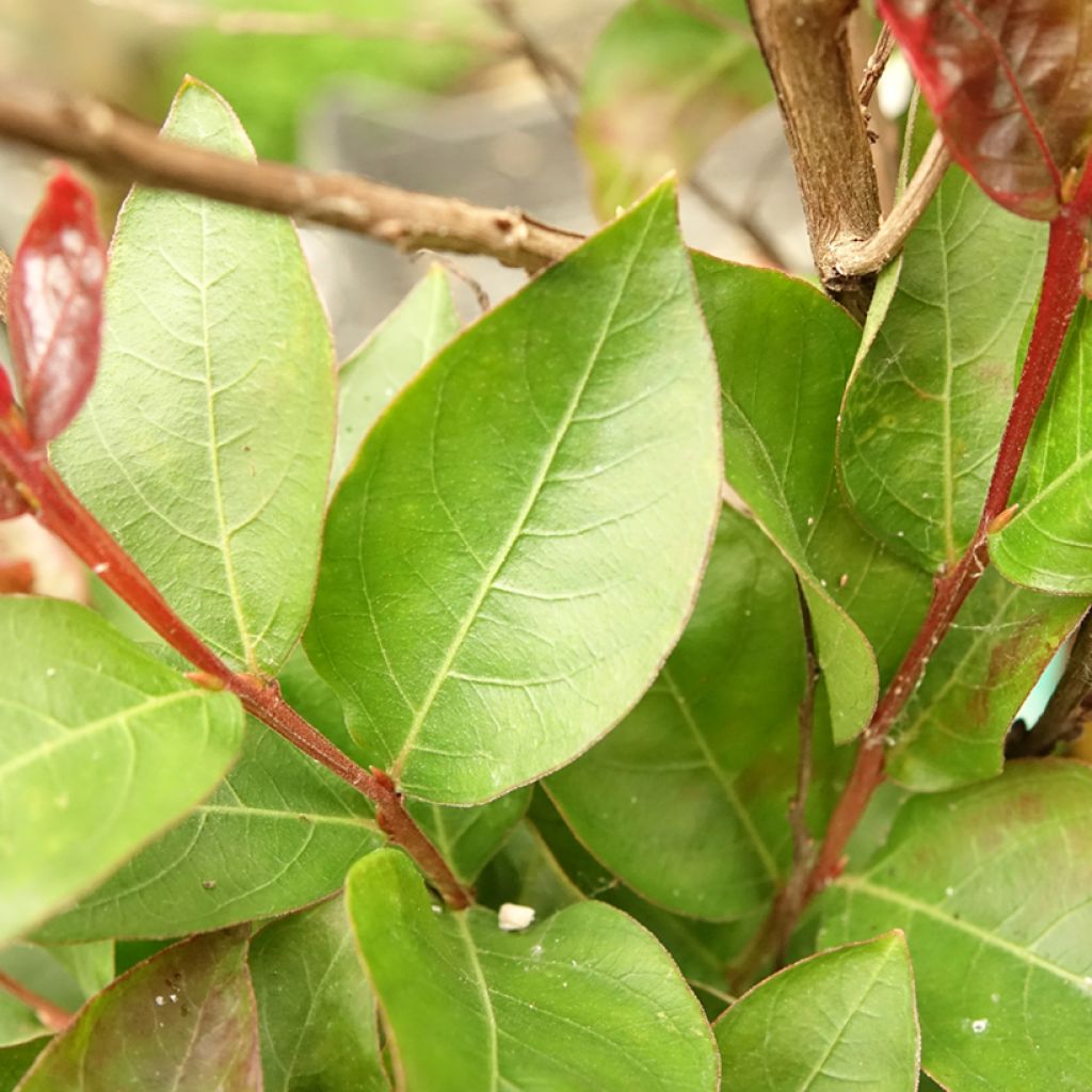 Árvore-de-júpiter Double Feature - Lagerstroemia indica