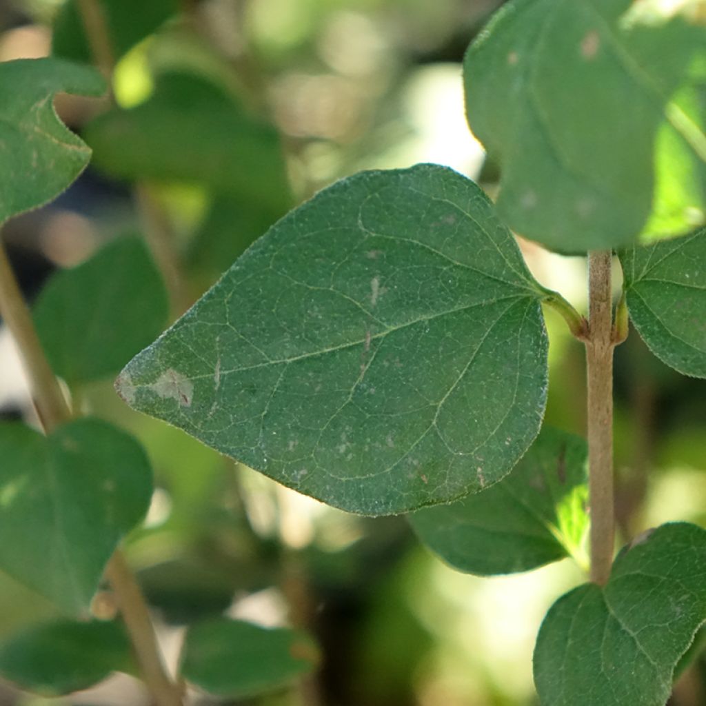 Syringa meyeri Flowerfesta Purple