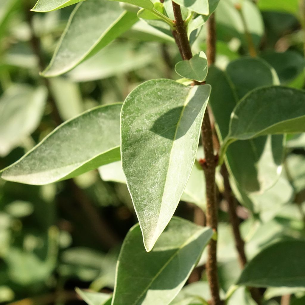 Syringa chinensis Saugeana