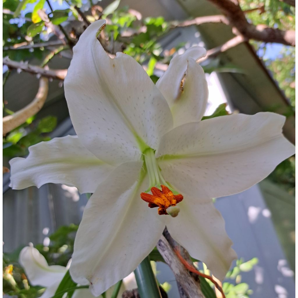 Lis hybride oriental - Lilium Casablanca