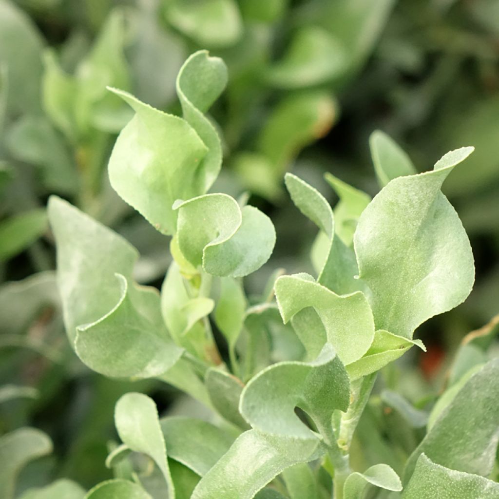 Limoniastrum monopetalum