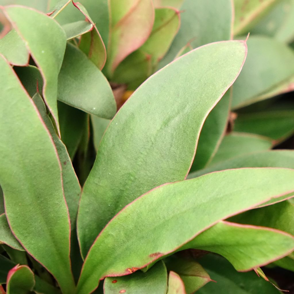 Limonium gmelinii Dazzle Rocks