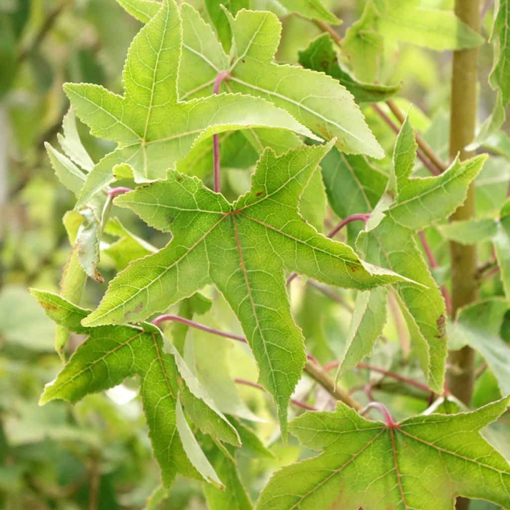 Liquidâmbar styraciflua Autumn Color Globe
