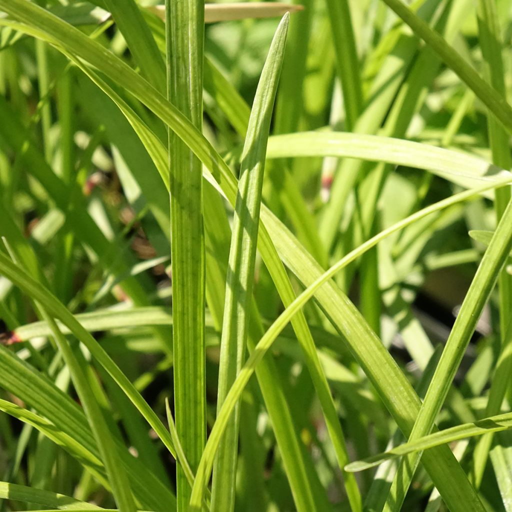 Líriope muscari Big Blue