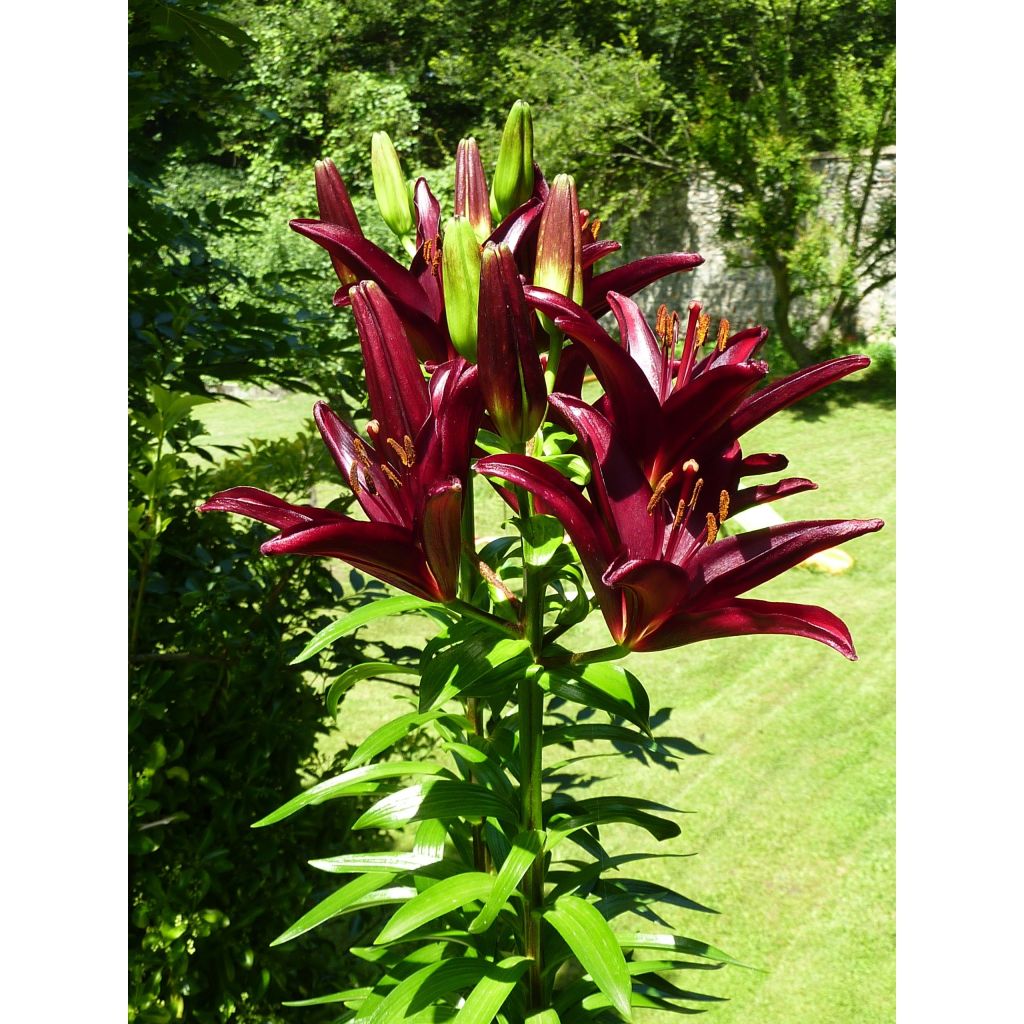 Lis asiatique - Lilium Landini