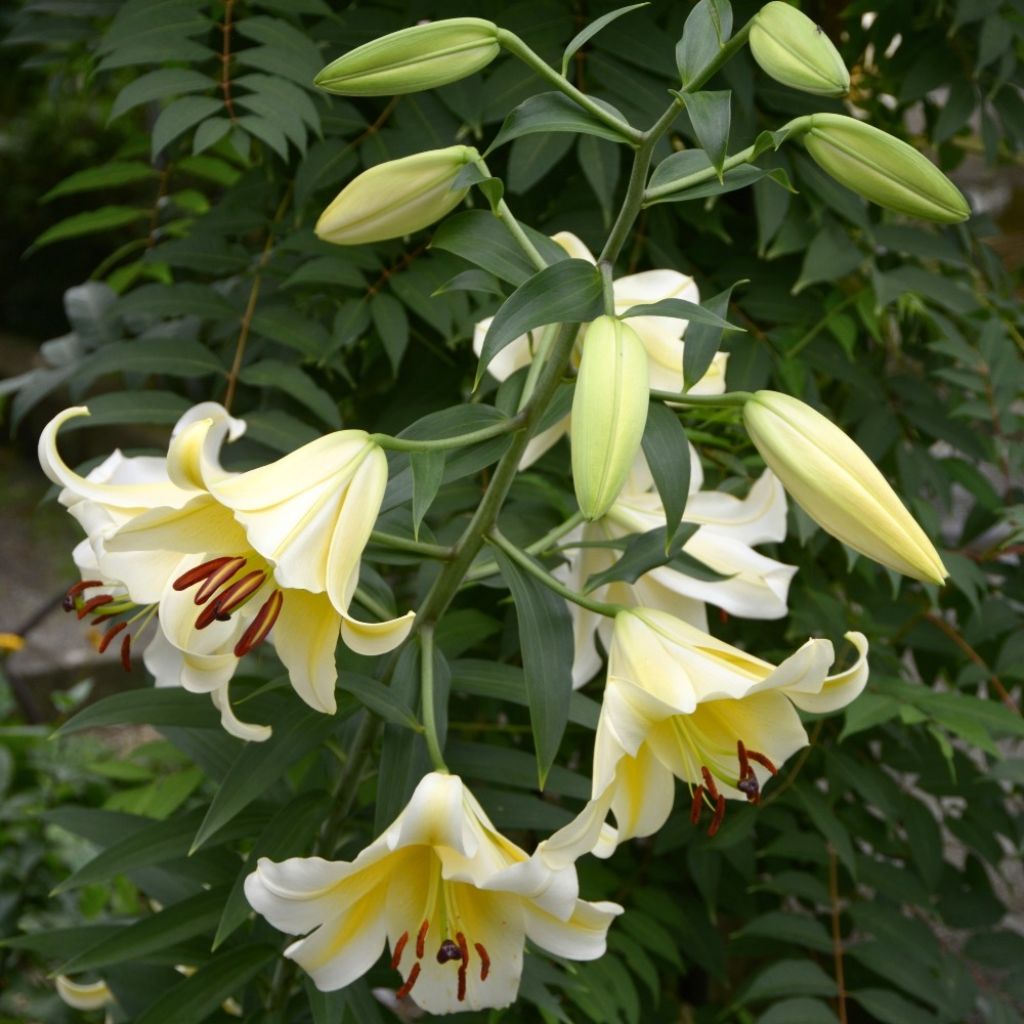 Lírio oriental Honeymoon