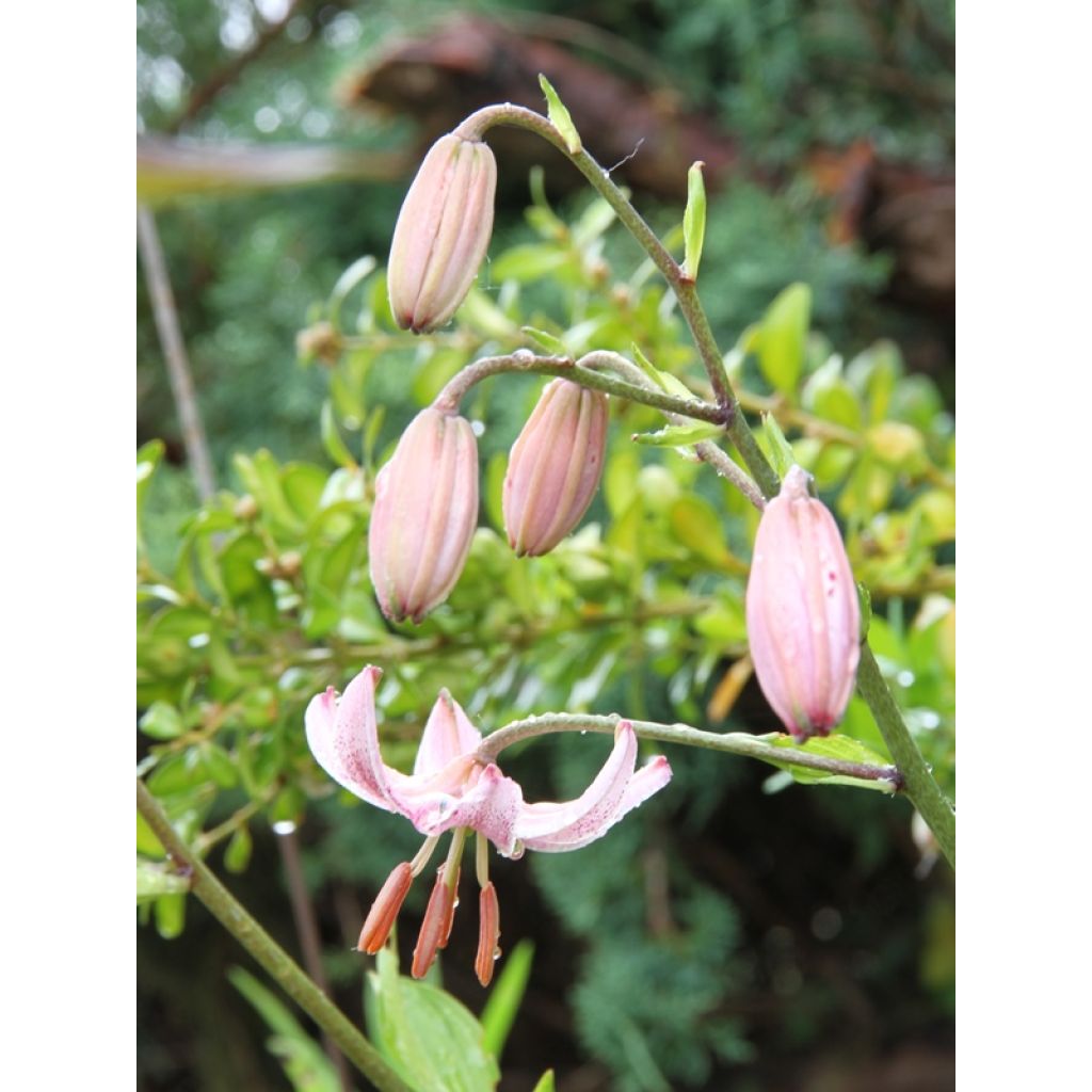 Lis martagon Pink Morning