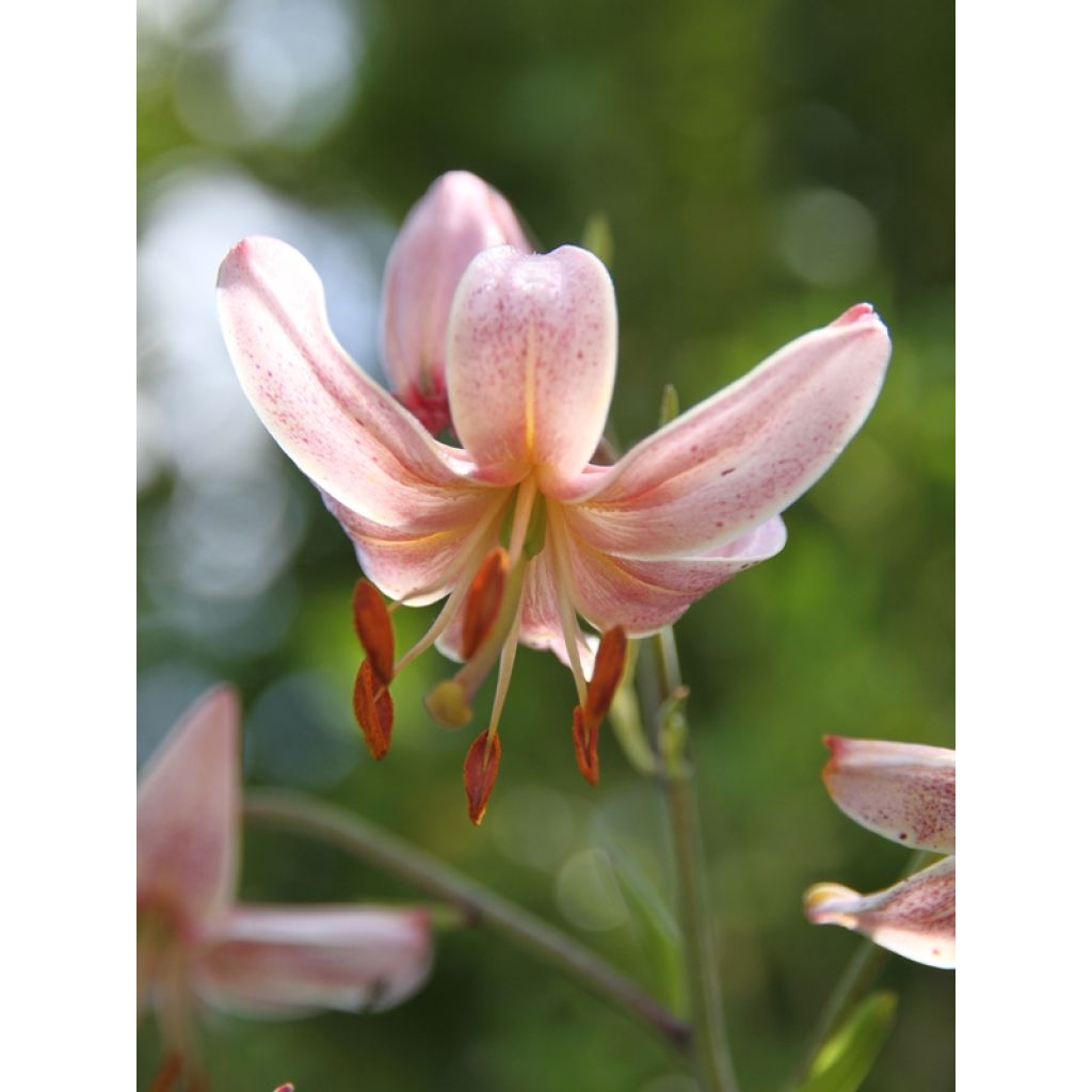Lis martagon Pink Morning