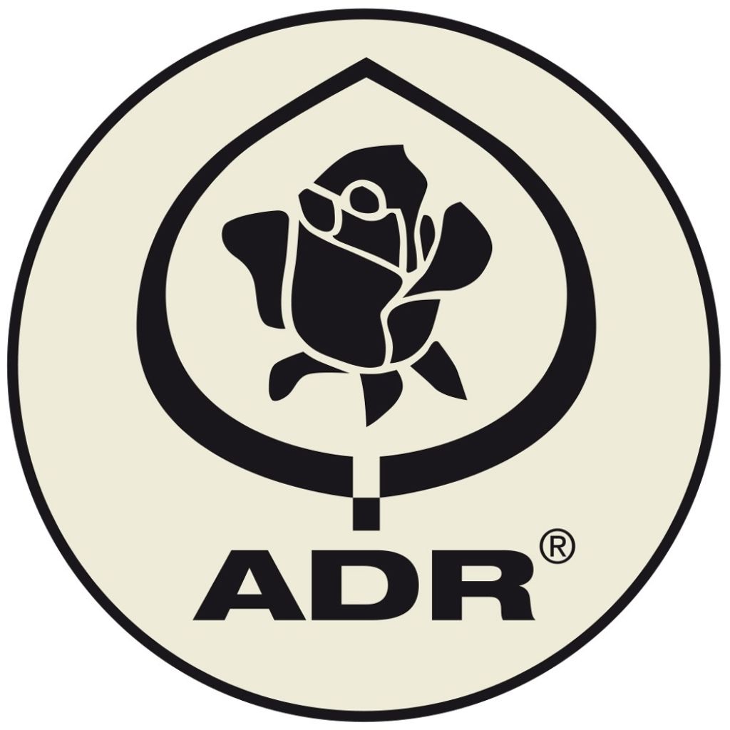 Roseira arbustiva Déborah