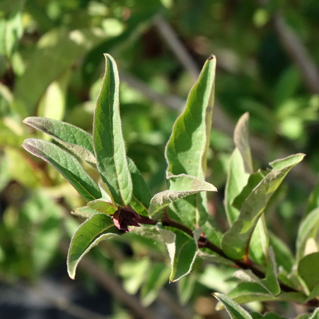Lonicera involucrata var. ledebourii