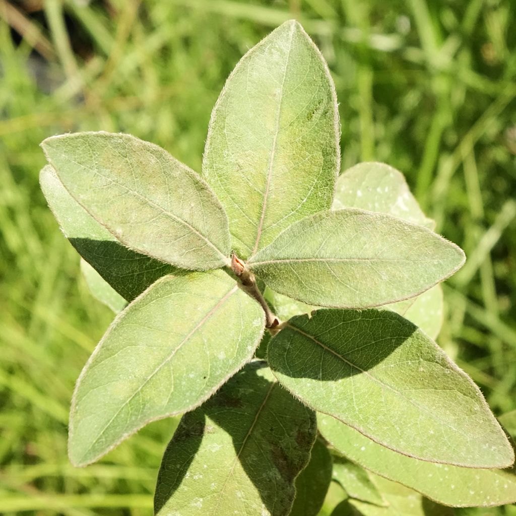 Madressilva-azul Kiev - Lonicera caerulea