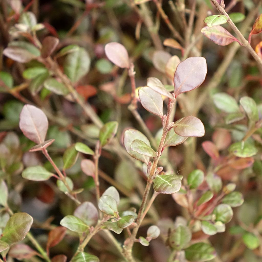 Lophomyrtus Red Dragon