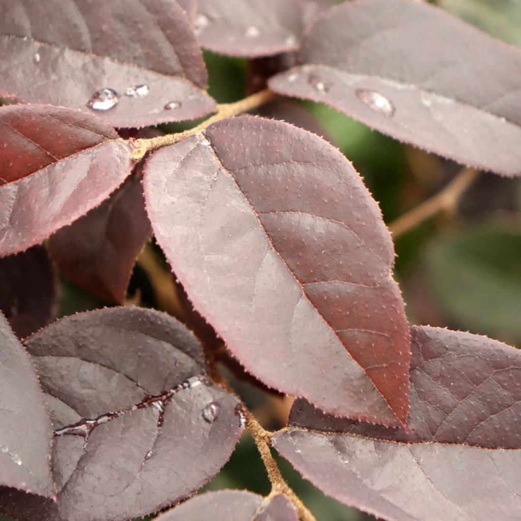 Loropetalum chinense Black Pearl