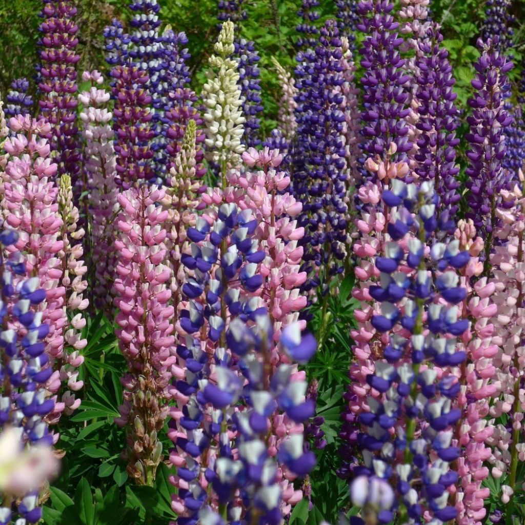 Lupinus hartwegii em sementes
