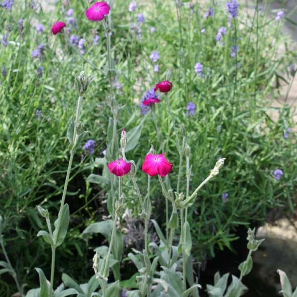 Lychnis coronaria - Coquelourde des Jardins