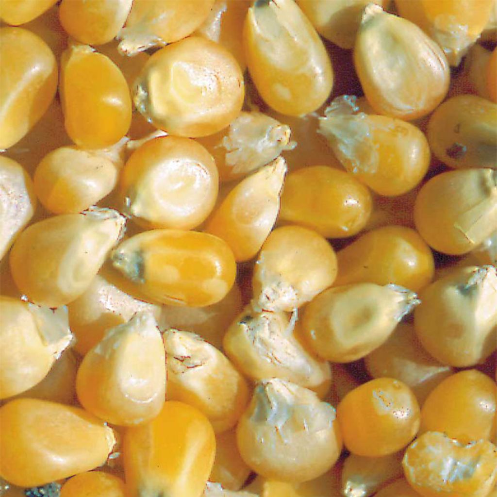 Maïs Pop-corn Tom Pouce Bio - Ferme de Ste Marthe