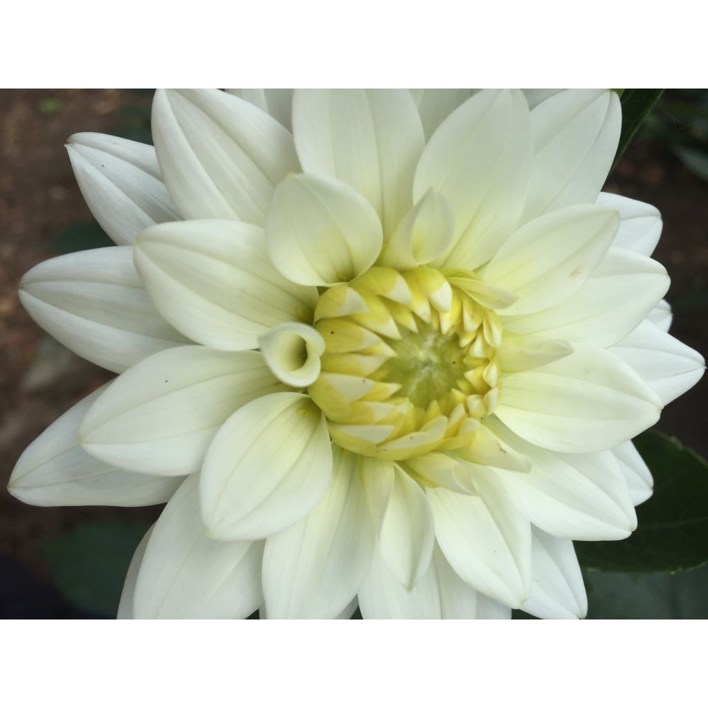 Dahlia décoratif Karma Maarten Zwaan