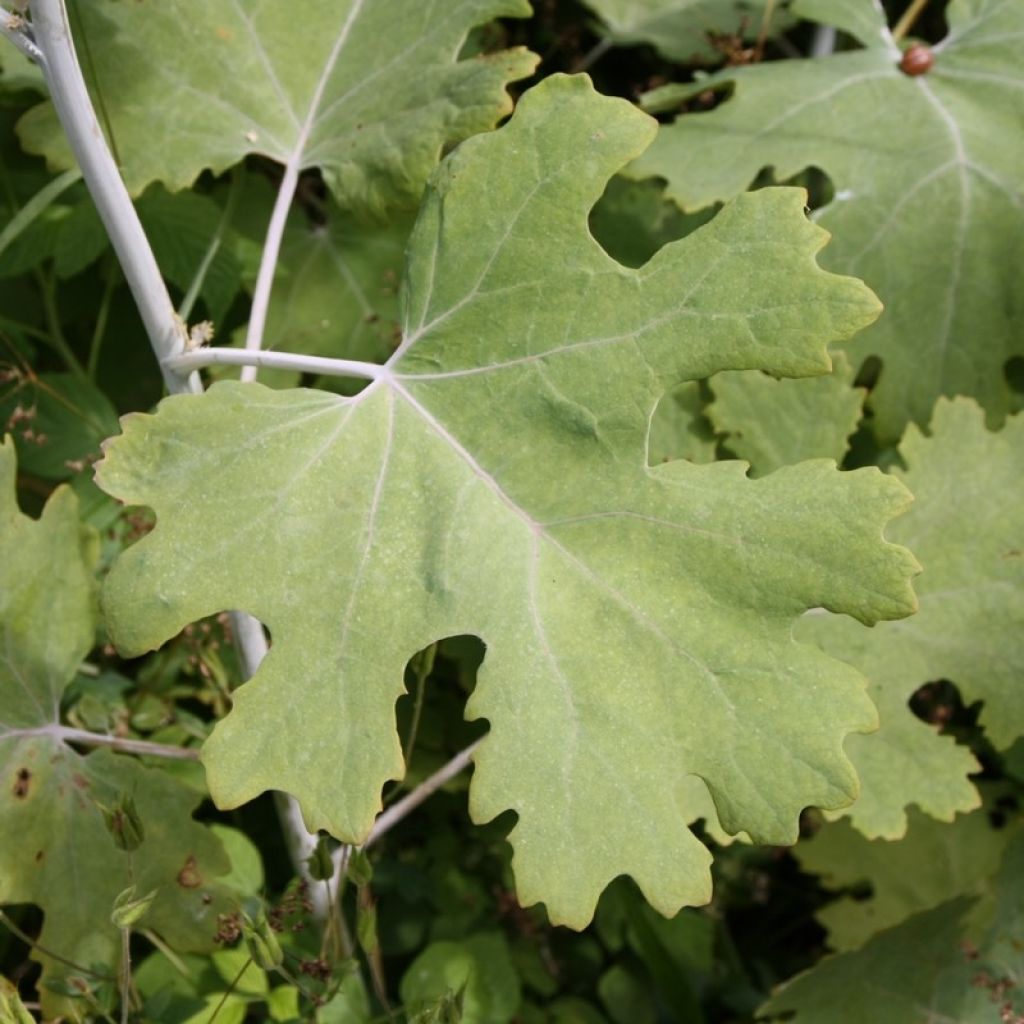Macleaya cordata - Bocconie cordée
