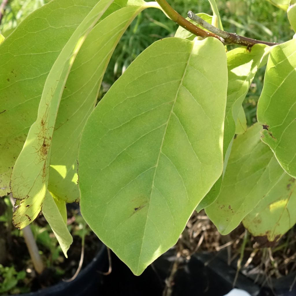 Magnolia veitchii Tina Durio