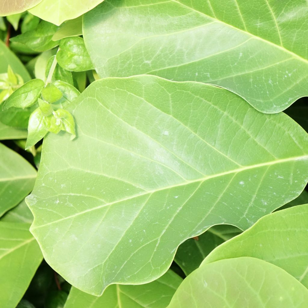Magnolia sprengeri Pink Beauty