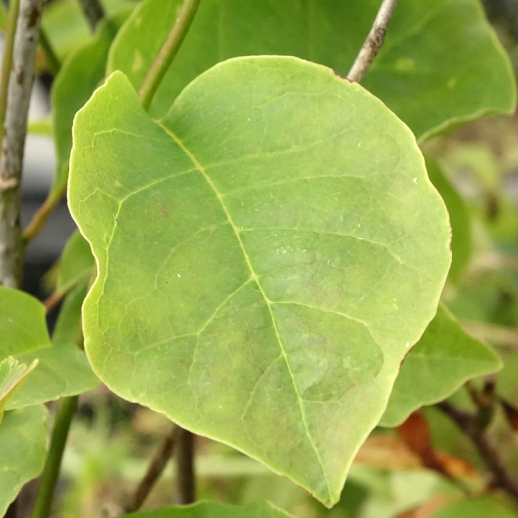 Magnolia Yellow Lantern