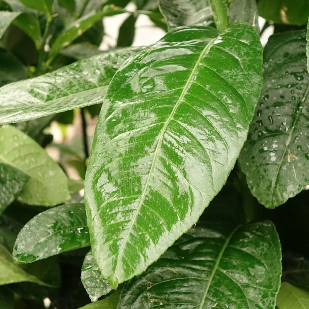 Cidra mão-de-buda - Citrus medica var. sarcodactylis