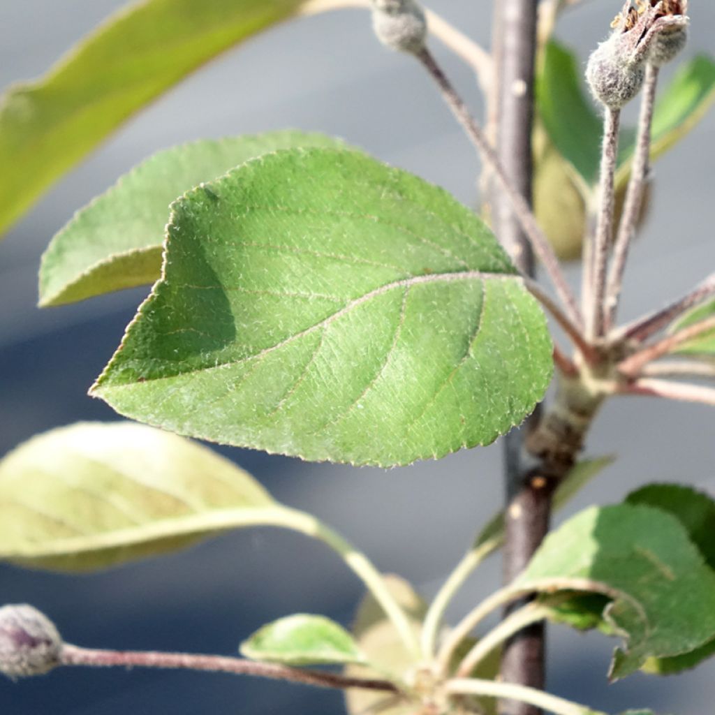 Malus transitoria Appletini - Macieira ornamental