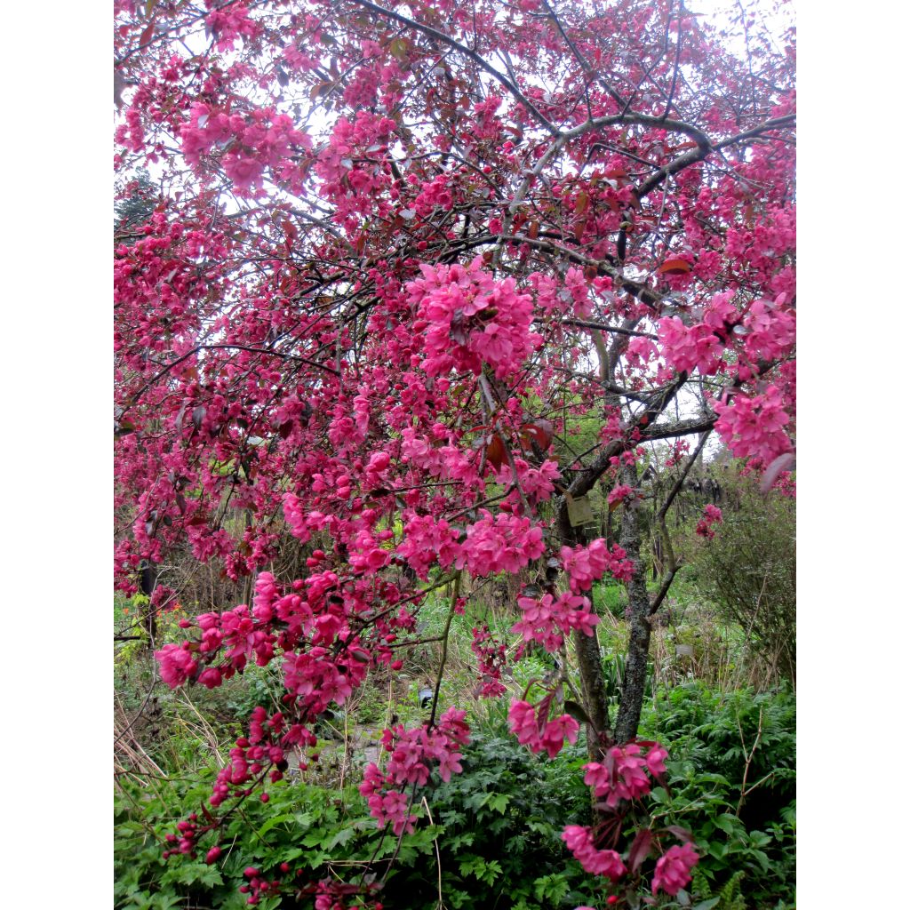 Pommier d'ornement - Malus Coccinella Courtarou