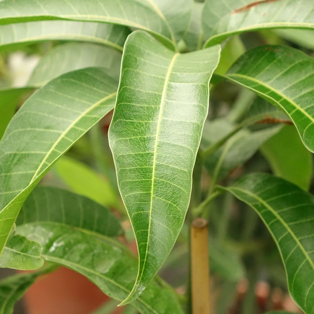 Mangueira Kent - Mangifera indica