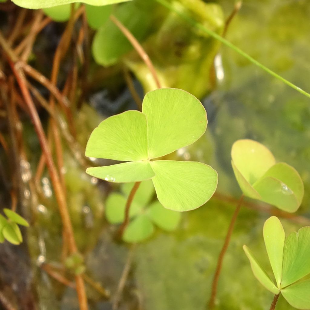 Marsilea quadrifolia