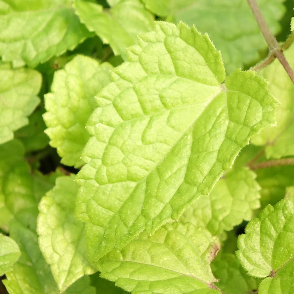 Meehania urticifolia Japan Blau