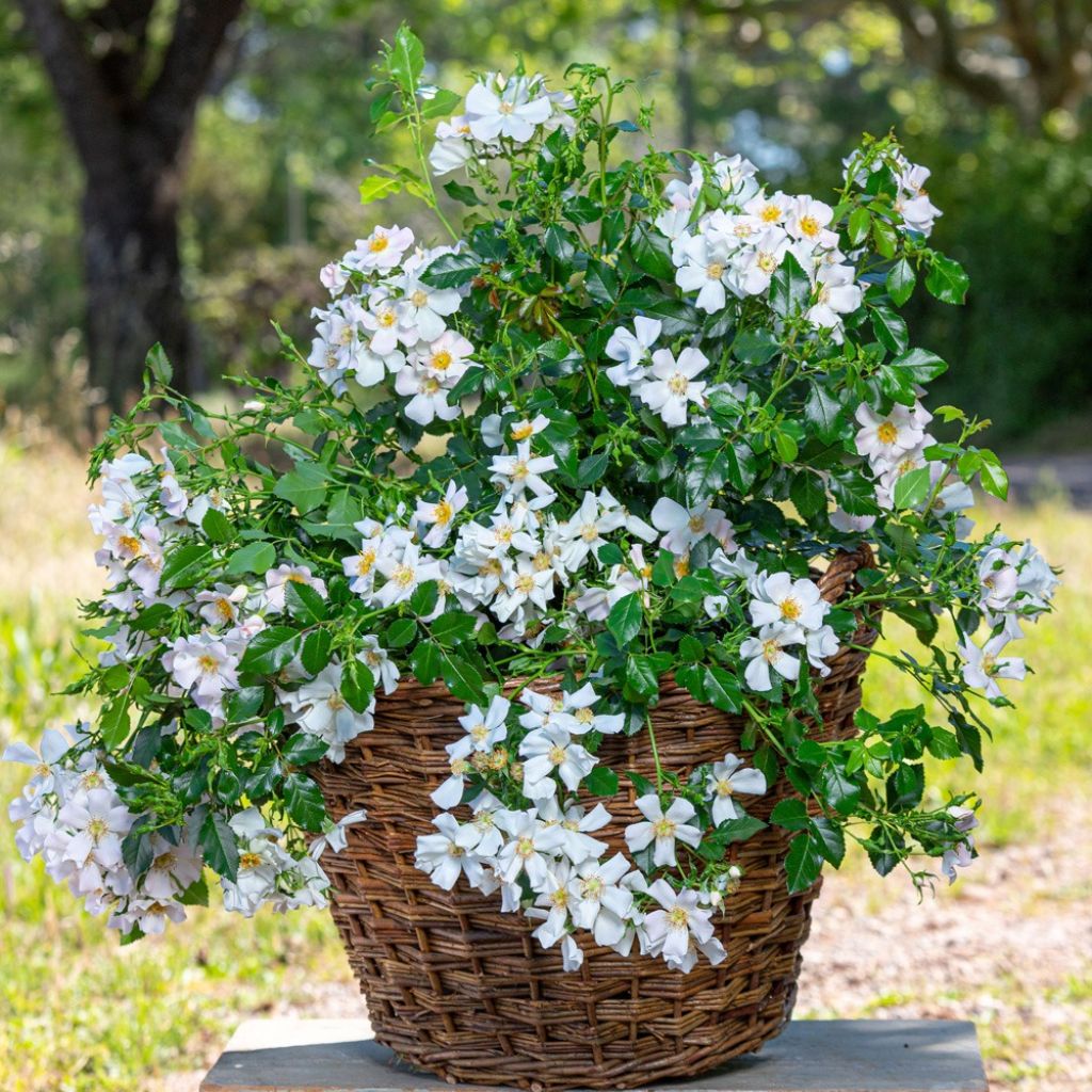 Rosa Champs Elysées - Trosroos