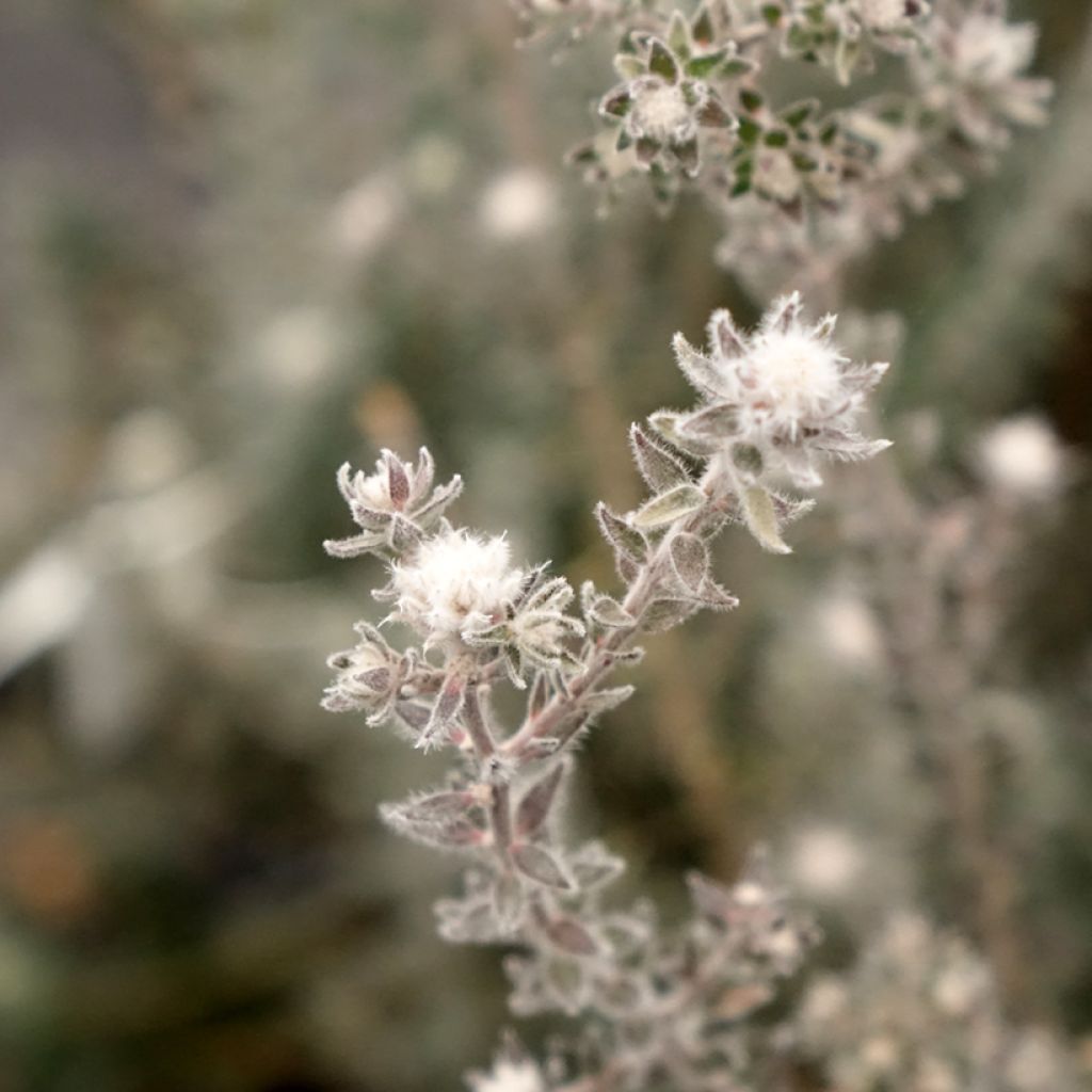 Melaleuca squamea