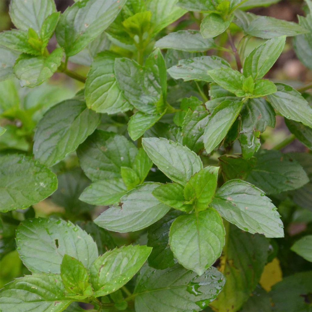 Menthe Goût d'Orange - Mentha citrata Goût d'Orange 