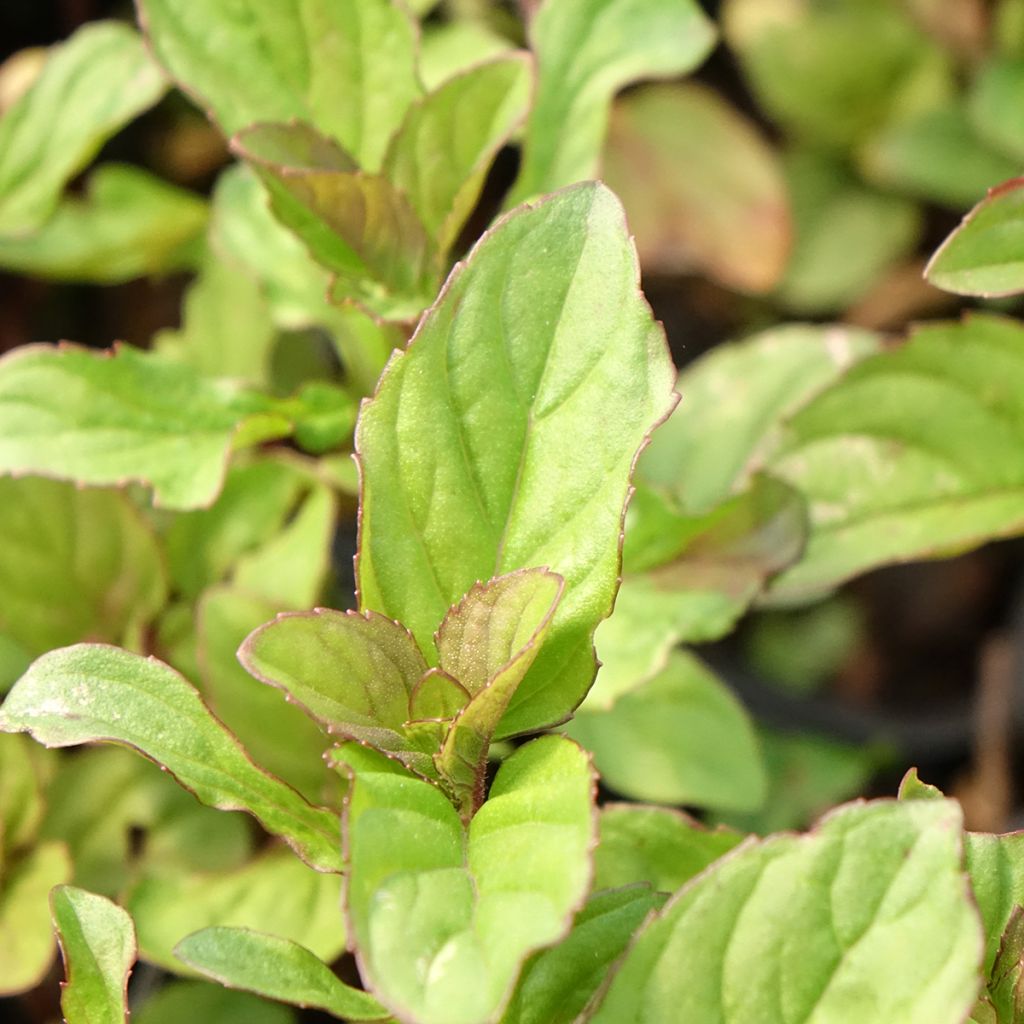 Hortelã-limão - Mentha citrata