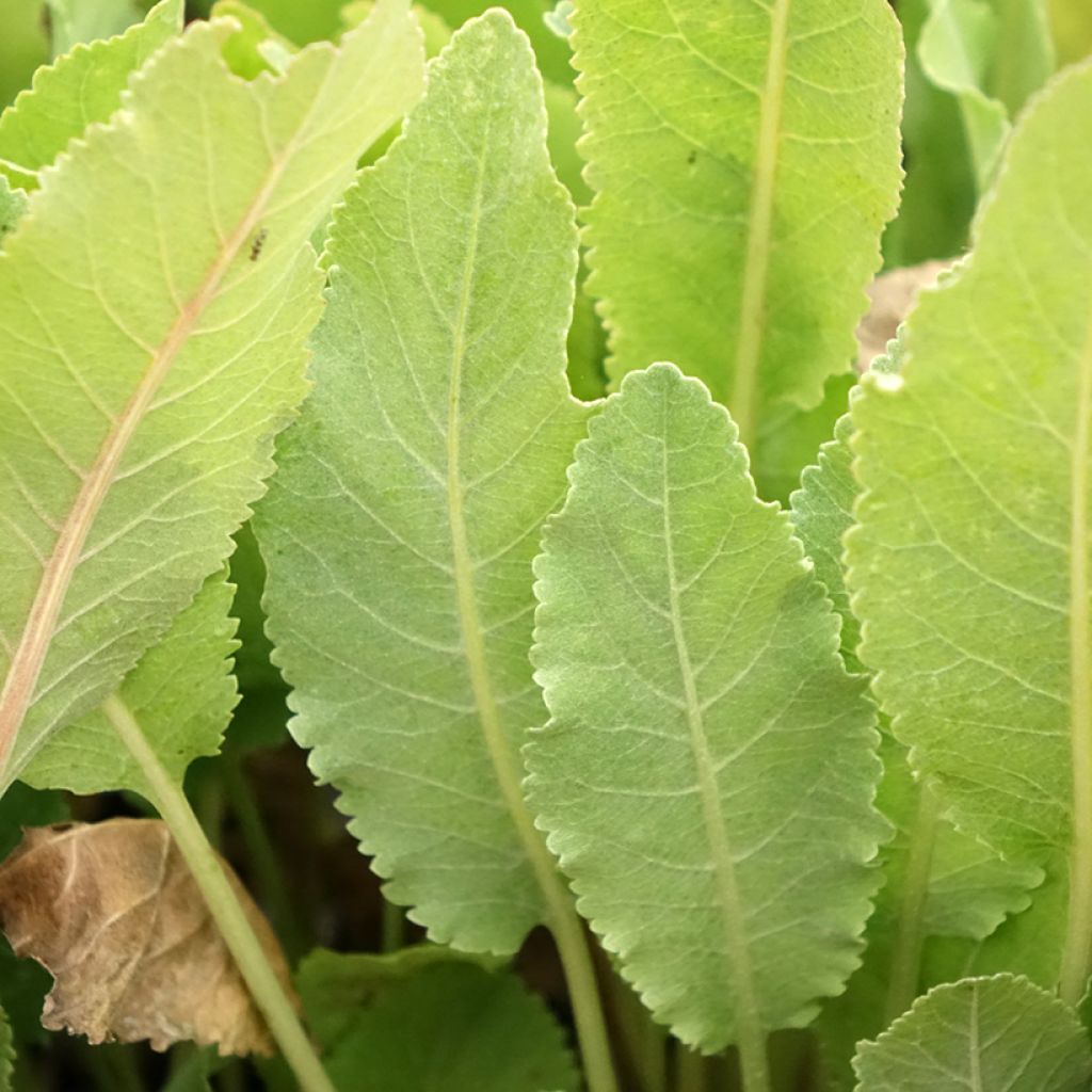 Erva-de-santa-maria - Tanacetum balsamita