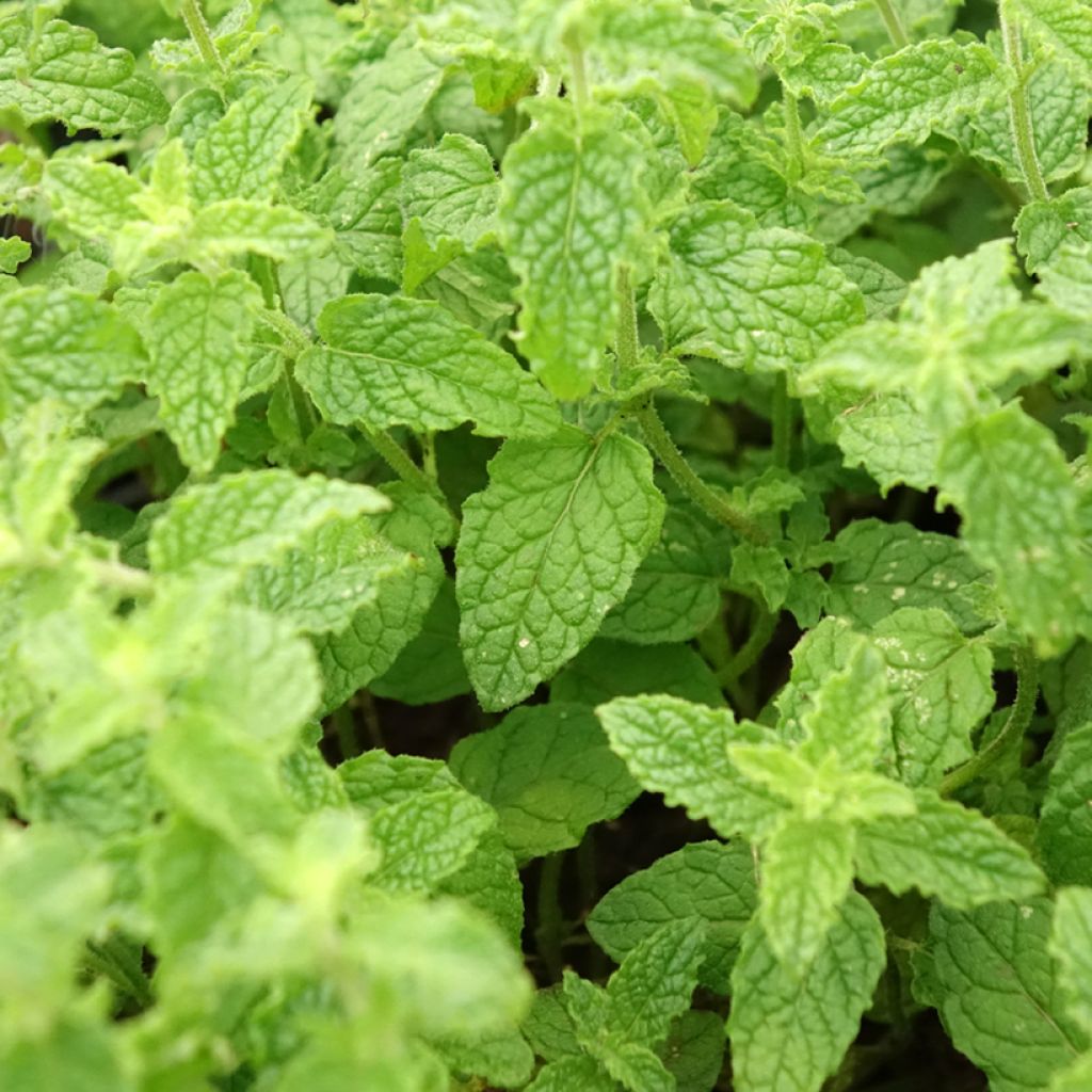 Hortelã-morango - Mentha spicata Strawberry